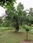 Elaeis guineensis�dwarf