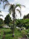 Gaussia maya 