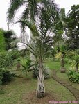 Hyophorbe verschaffeltii 