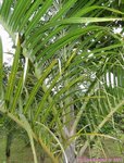 Hyophorbe verschaffeltii 