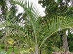 Hyophorbe verschaffeltii 