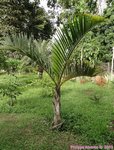Hyophorbe verschaffeltii 