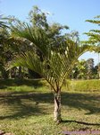 Hyophorbe verschaffeltii 