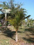 Hyophorbe verschaffeltii 