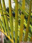 Hyophorbe verschaffeltii 