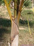 Hyophorbe verschaffeltii 