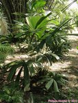 Licuala pahangensis 