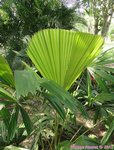 Licuala pahangensis 