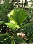 Licuala pahangensis 