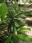 Licuala pahangensis 