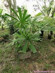 Licuala pahangensis 