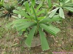 Licuala pahangensis 