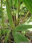 Licuala pahangensis 