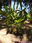Licuala pahangensis 