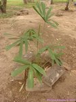 Licuala pahangensis 