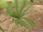 Licuala pahangensis 