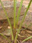 Licuala pahangensis 