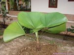 Licuala peltata var. sumawongii 