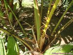 Livistona saribus�x chinensis ?