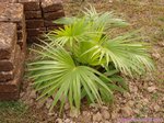Livistona sp. ? Hybride ?�
