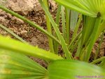 Livistona sp. ? Hybride ?�