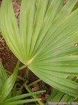 Livistona sp. ? Hybride ?�