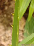 Livistona sp. ? Hybride ?�