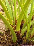 Livistona sp. ? Hybride ?�