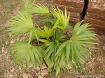 Livistona sp. ? Hybride ?�