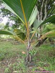 Phoenicophorium borsigianum 