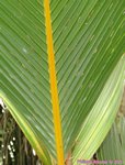 Phoenicophorium borsigianum 