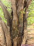 Phoenicophorium borsigianum 