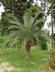 Phoenix loureiroi var. loureiroi * ex Phoenix hanceana var. taiwanniana 