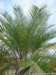Phoenix roebelenii solitaire