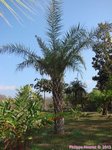 Phoenix sylvestris hybride?   