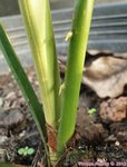 Pholidocarpus kingianus 