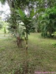 Pinanga maculata