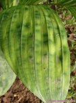 Pinanga maculata
