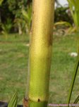 Pinanga scortechinii 