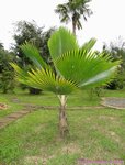 Pritchardia martii�