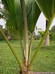 Pritchardia martii�