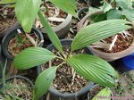 Pritchardia napaliensis�