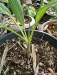 Pritchardia napaliensis�