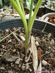 Pritchardia napaliensis�