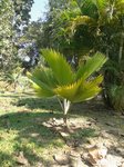 Pritchardia thurstonii 