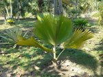 Pritchardia thurstonii 
