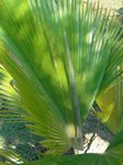Pritchardia thurstonii 