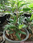 Reinhardtia gracilis clumping� 