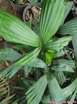 Reinhardtia gracilis clumping� 