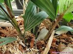 Reinhardtia gracilis clumping� 